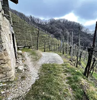 Foto annuncio 10