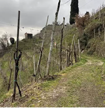 Foto annuncio 11