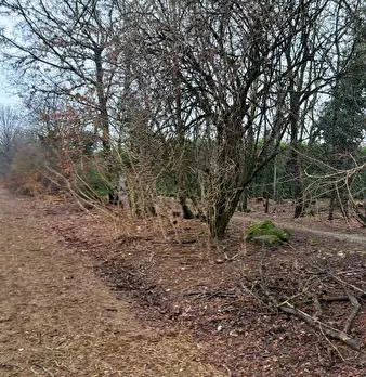 Foto annuncio 6
