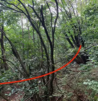 Foto annuncio 12