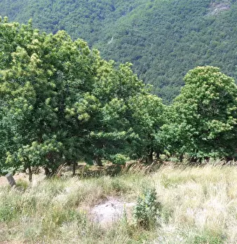 Foto annuncio 31