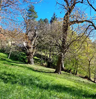 Foto annuncio 43