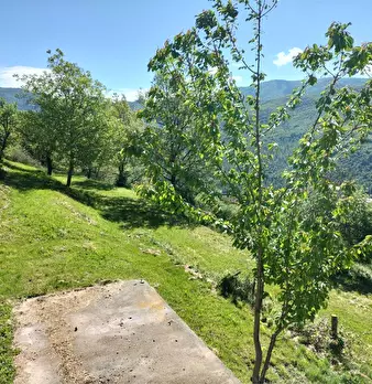 Foto annuncio 16