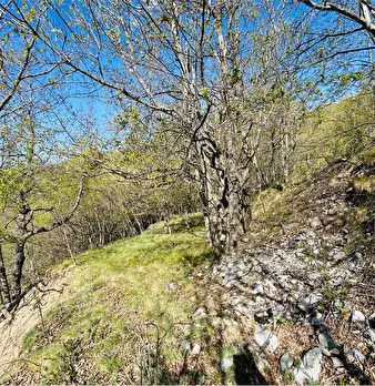Foto annuncio 6