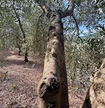 Foto annuncio 17