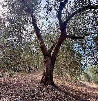 Foto annuncio 18