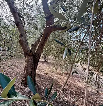 Foto annuncio 19