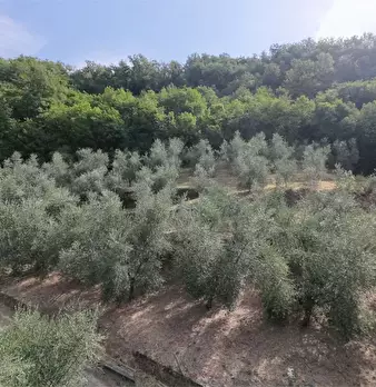 Foto annuncio 33