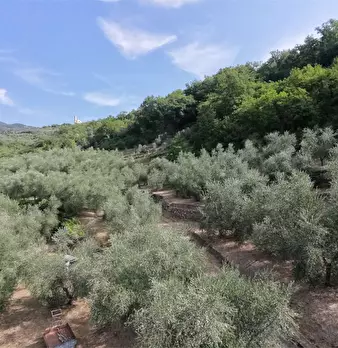 Foto annuncio 34