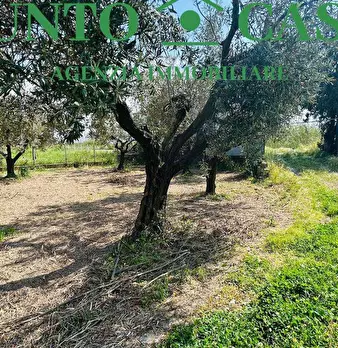 Foto annuncio 6