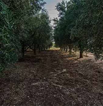 Foto annuncio 42