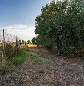 Foto annuncio 44