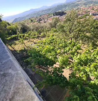 Foto annuncio 31
