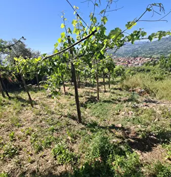 Foto annuncio 36
