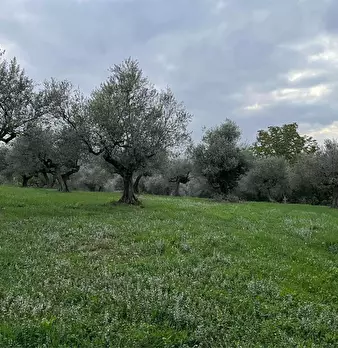 Foto annuncio 1