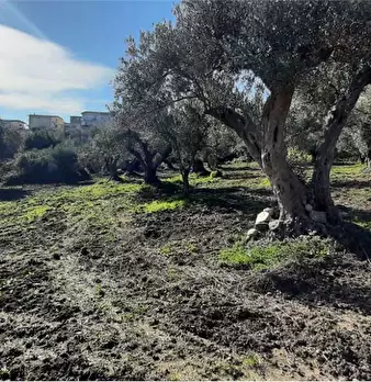 Foto annuncio 5