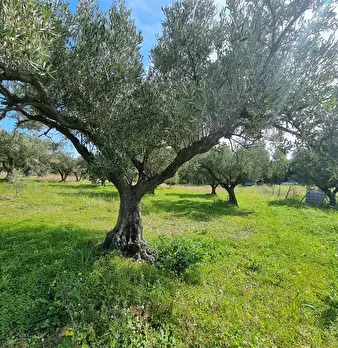Foto annuncio 7