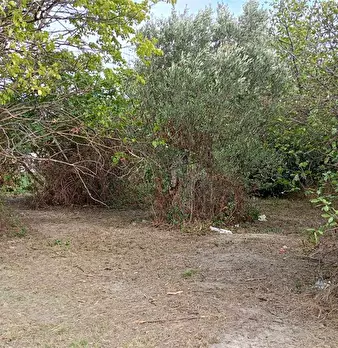 Foto annuncio 7