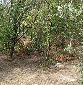 Foto annuncio 8