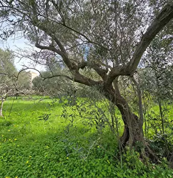 Foto annuncio 9