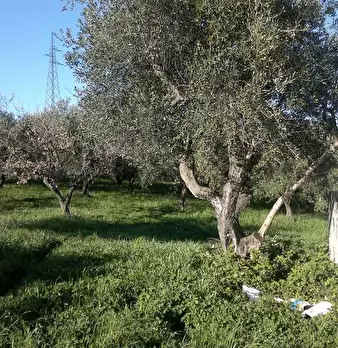 Foto annuncio 4