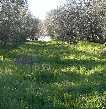 Foto annuncio 5