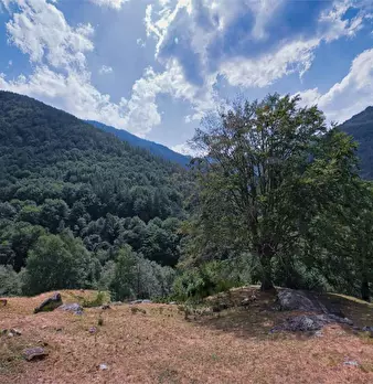 Foto annuncio 36