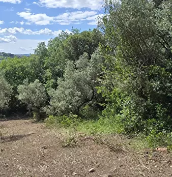 Foto annuncio 12