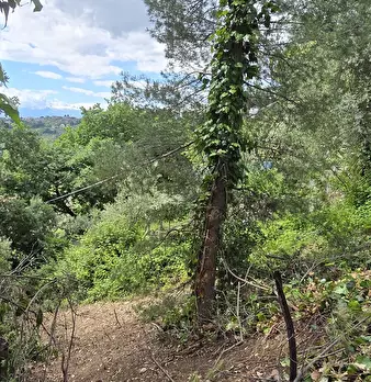 Foto annuncio 9