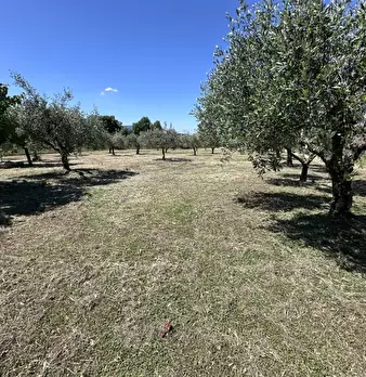Foto annuncio 12