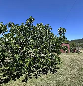 Foto annuncio 10