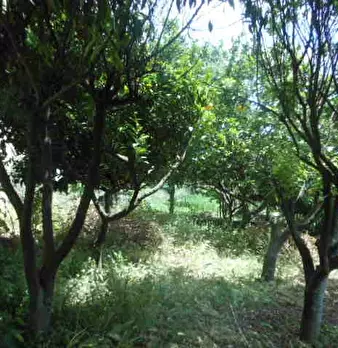 Foto annuncio 14