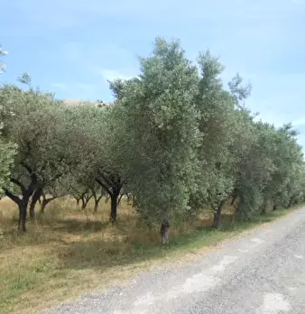 Foto annuncio 2