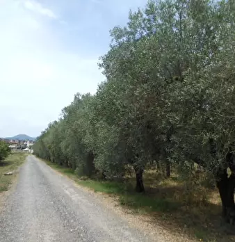Foto annuncio 6