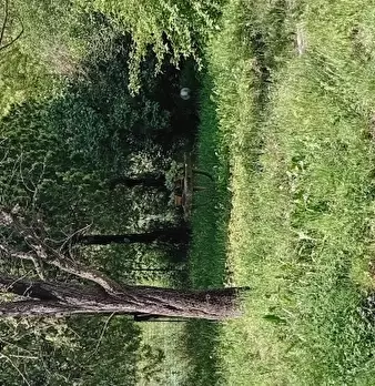 Foto annuncio 7