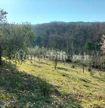 Foto annuncio 6