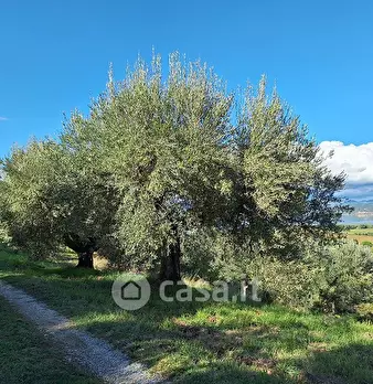 Foto annuncio 13