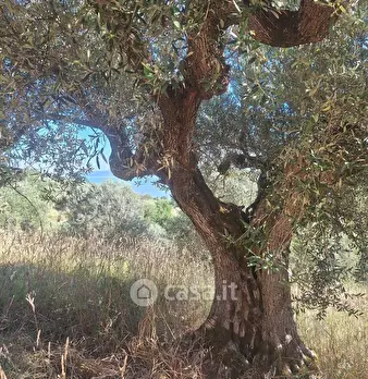Foto annuncio 20