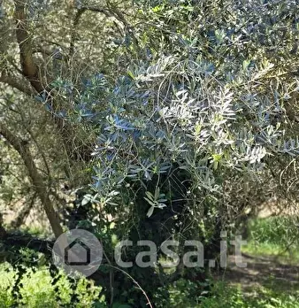 Foto annuncio 4