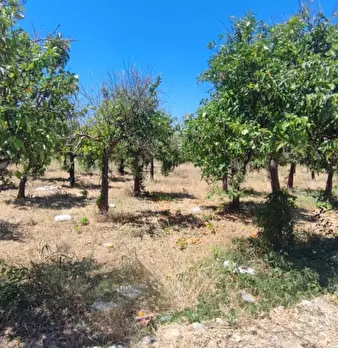 Foto annuncio 5
