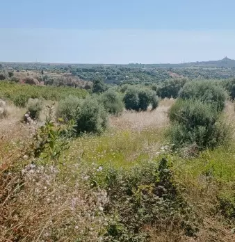 Foto annuncio 5
