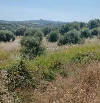 Foto annuncio 6