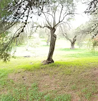 Foto annuncio 5