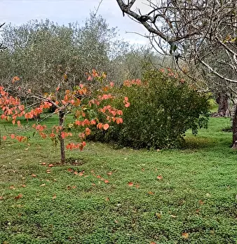 Foto annuncio 7