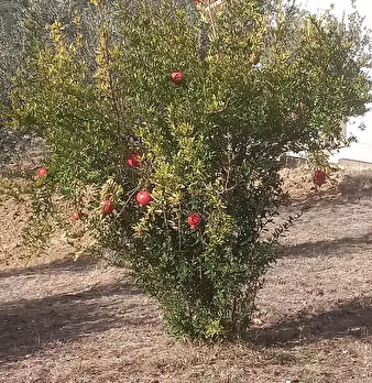 Foto annuncio 27