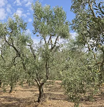 Foto annuncio 6