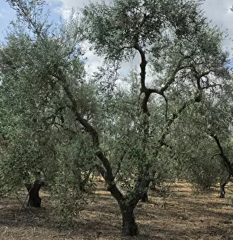 Foto annuncio 7