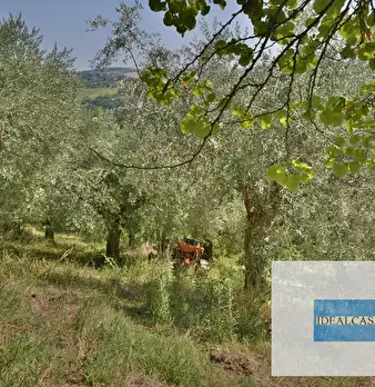 Foto annuncio 5