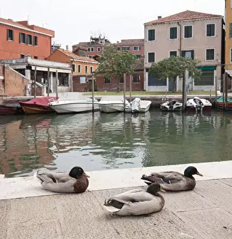 Foto annuncio 17