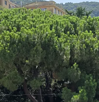Foto annuncio 2
